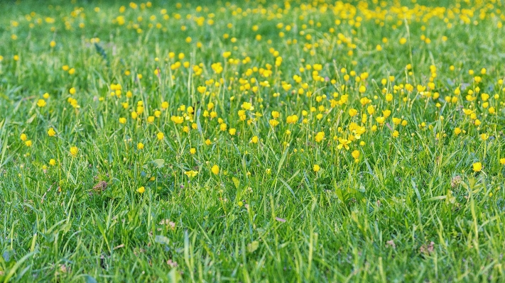 Foto Rumput tanaman bidang halaman