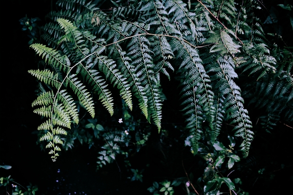 木 森 ブランチ 植物 写真