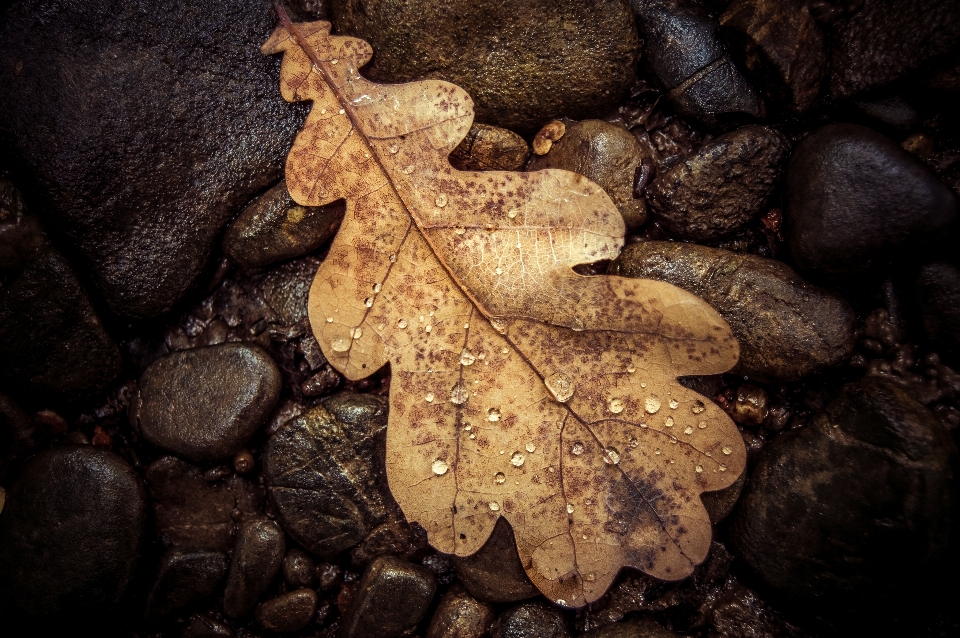 Albero acqua natura rock