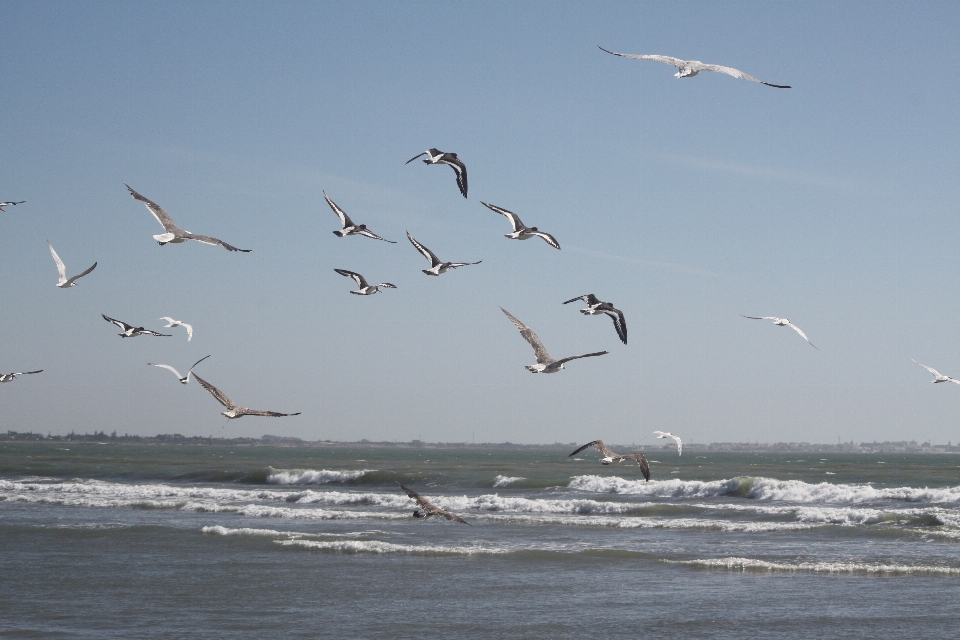 Laut pesisir burung laut
