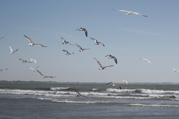 Foto Mar costa oceano pássaro