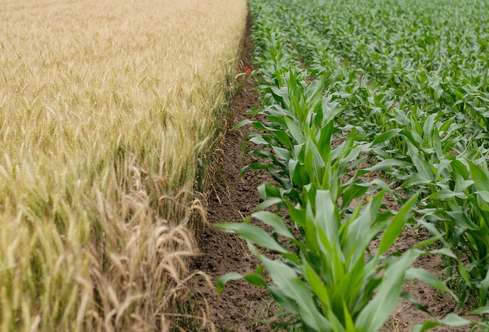 Gras anlage feld rasen