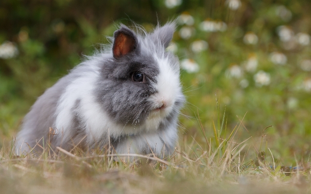 Photo Herbe prairie
 animal duveteux