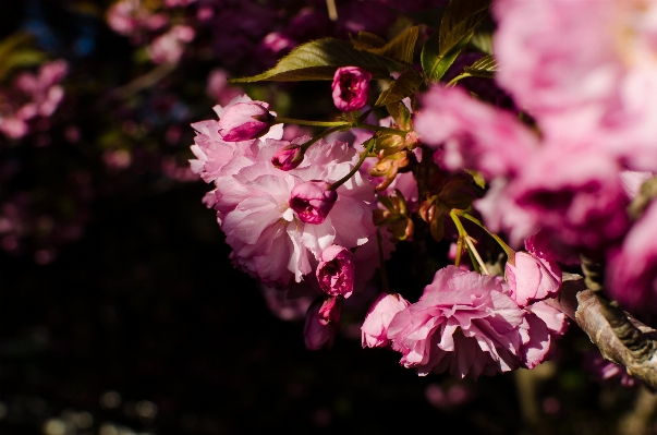 Tree nature branch blossom Photo