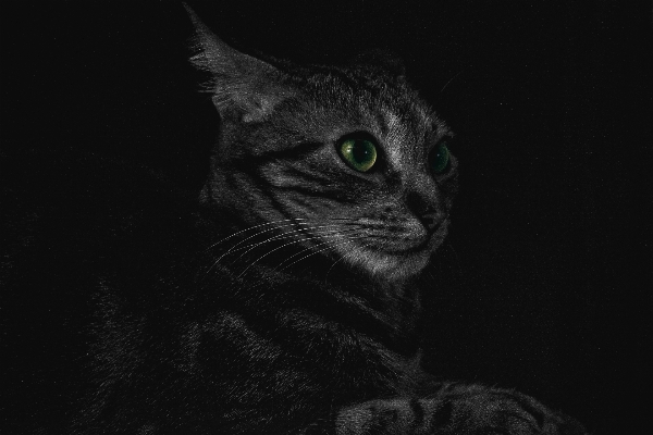 Foto Bianco e nero
 animale domestico gatto