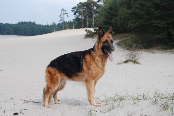 Dog mammal vertebrate breed Photo