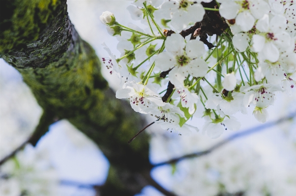 Tree nature branch blossom Photo