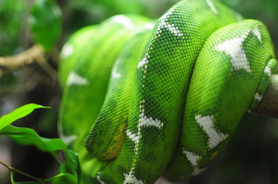 Hijau hutan reptil fauna