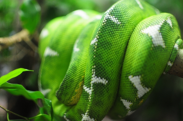 緑 密林 爬虫類 fauna 写真