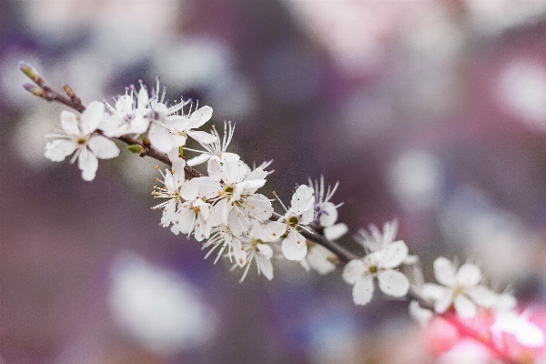 Branch blossom plant fruit Photo