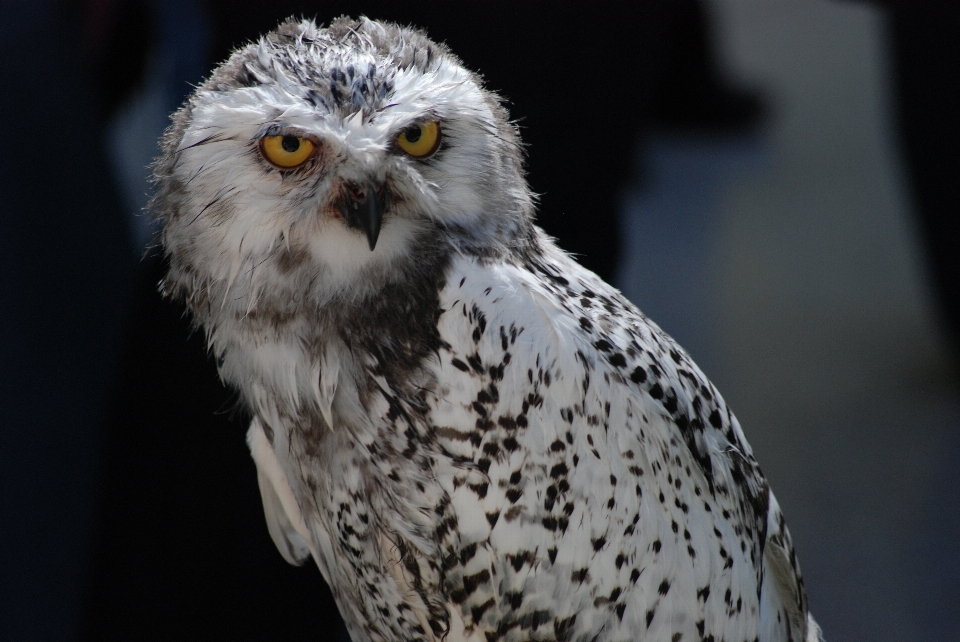 Uccello ala becco falco
