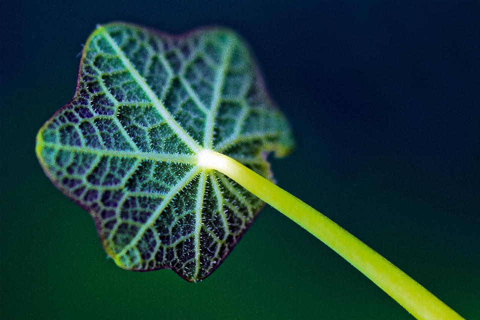 Natur tau anlage fotografie