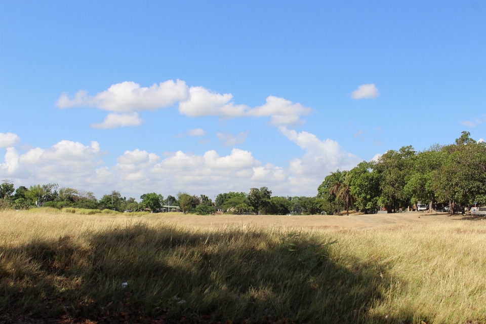 Landscape tree grass horizon