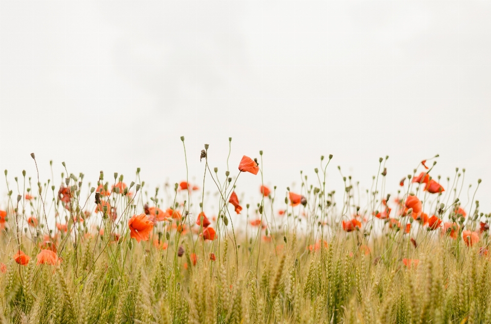 Grass plant field meadow