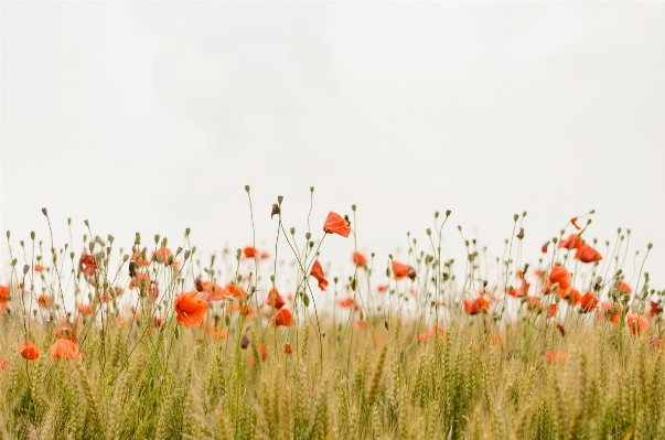 Grass plant field meadow Photo