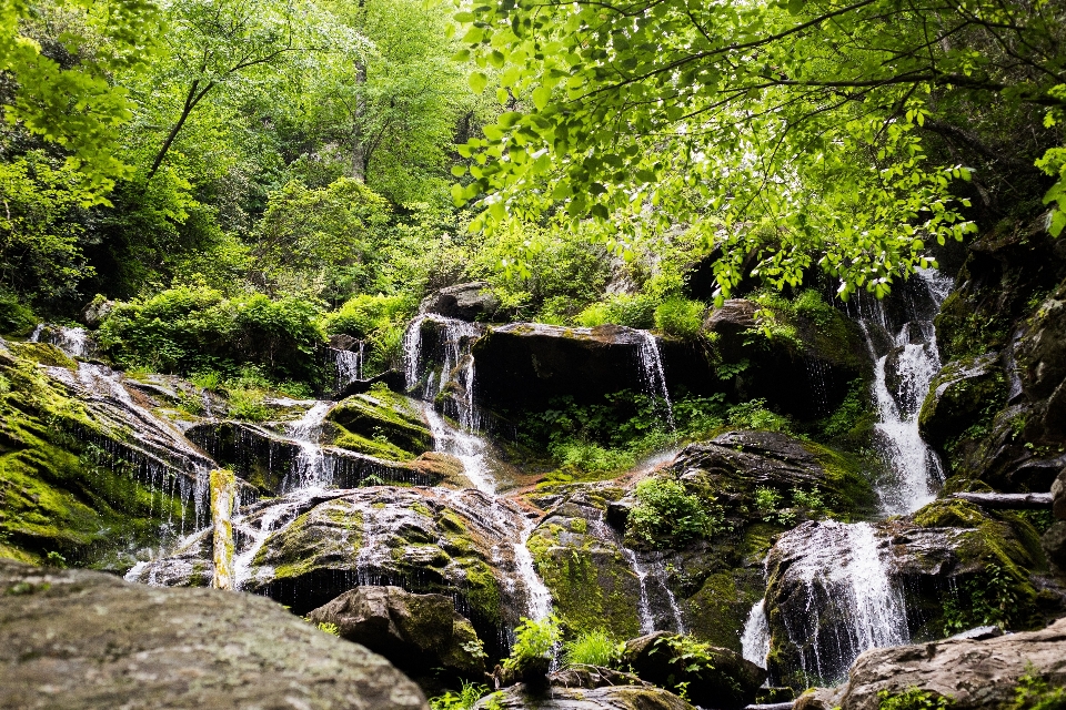 árvore água natureza floresta