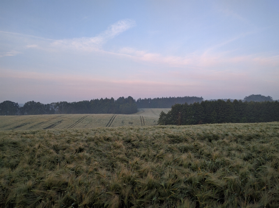 風景 木 草 地平線