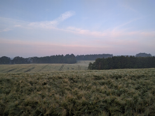 風景 木 草 地平線 写真