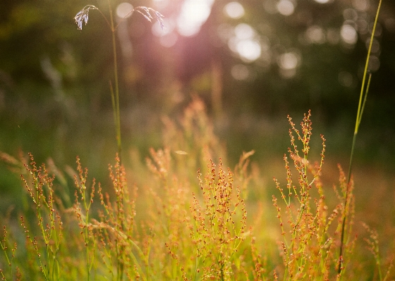 Tree nature forest grass Photo