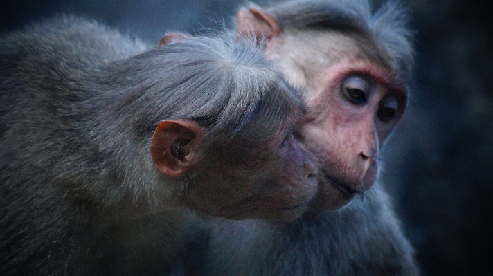 Animal love mammal monkey Photo