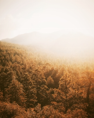 Tree nature forest horizon Photo