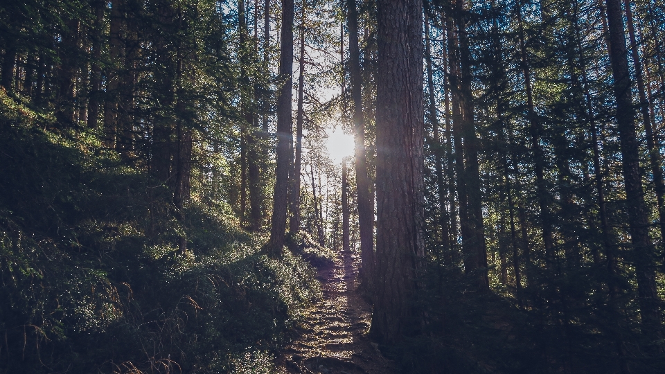 Baum natur wald weg