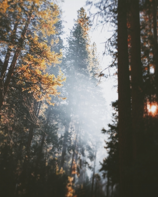 Albero natura foresta ramo