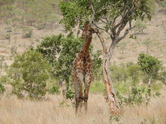 Foto árbol aventura fauna silvestre salvaje