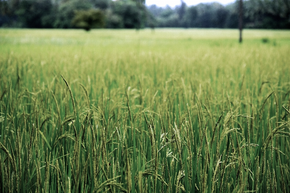 Grama plantar campo prado
