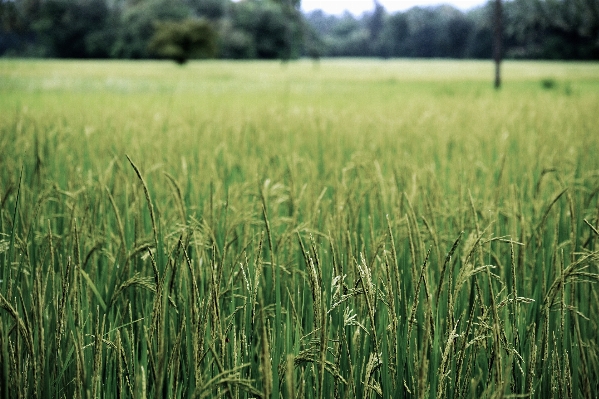 Grass plant field lawn Photo