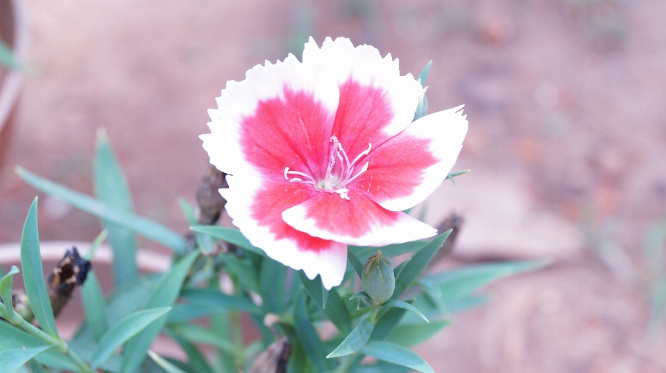 Fleurir usine fleur pétale