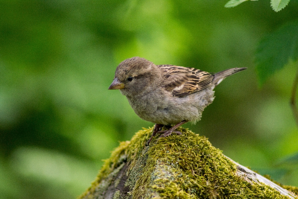 Nature bifurquer oiseau mousse
