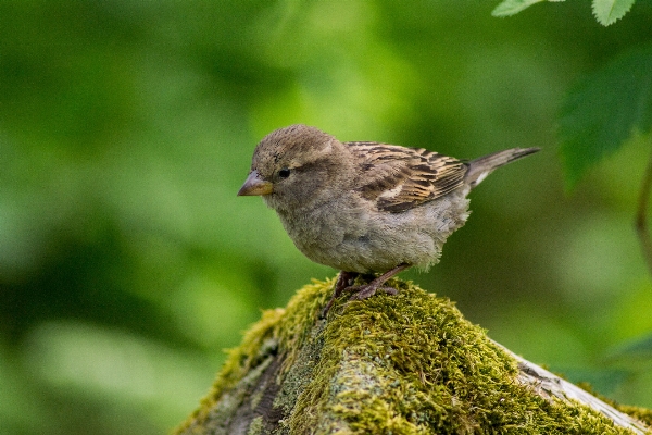 Nature branch bird moss Photo