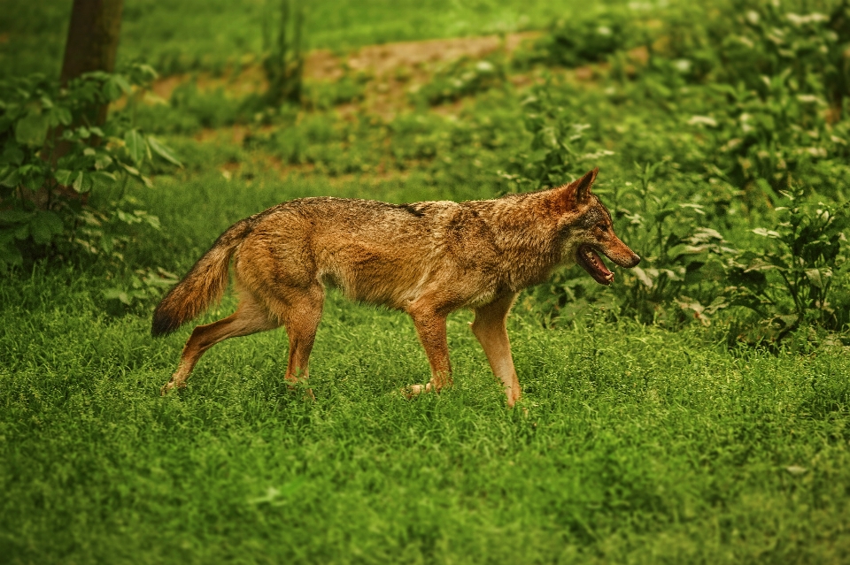 Andando animais selvagens arbusto mamífero