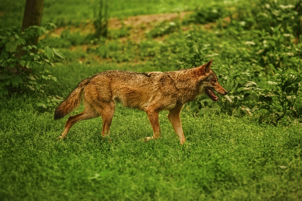 Walking wildlife bush mammal Photo