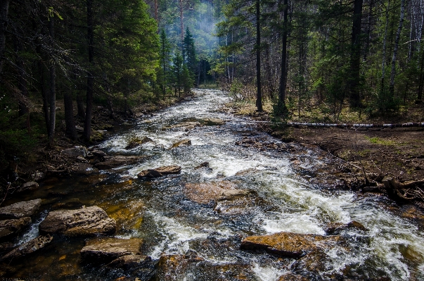 風景 木 水 自然 写真