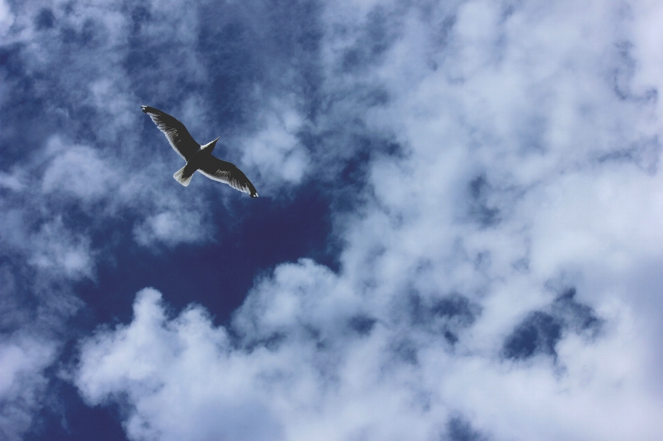 Oiseau aile nuage ciel