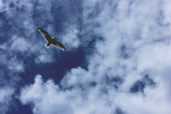 Photo Oiseau aile nuage ciel