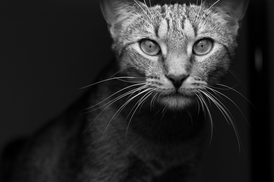 Bianco e nero
 fotografia animale domestico