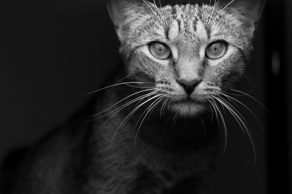 Foto Bianco e nero
 fotografia animale domestico