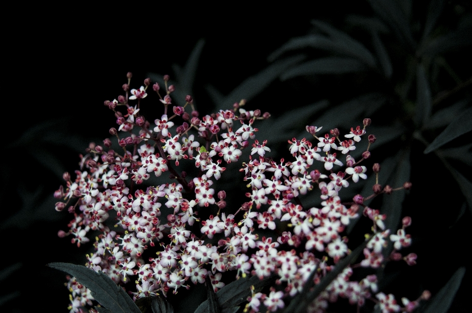 Filial florescer plantar fotografia