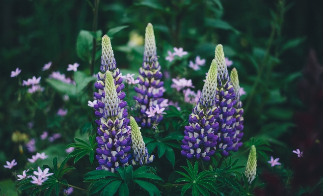 植物 花 咲く 植物学
 写真