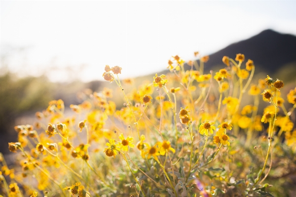 Nature grass blossom plant Photo