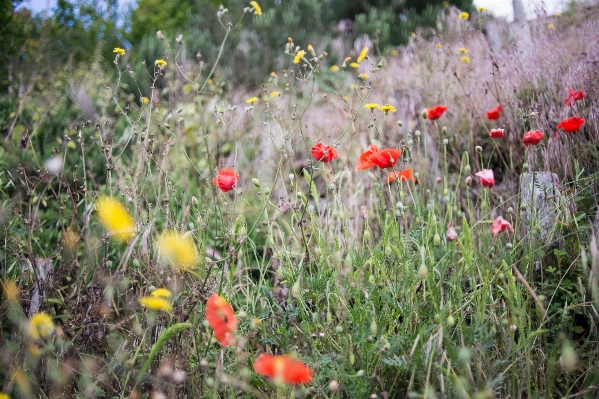 Nature grass plant field Photo