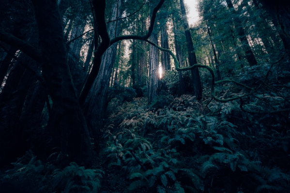 Tree forest light sunlight Photo