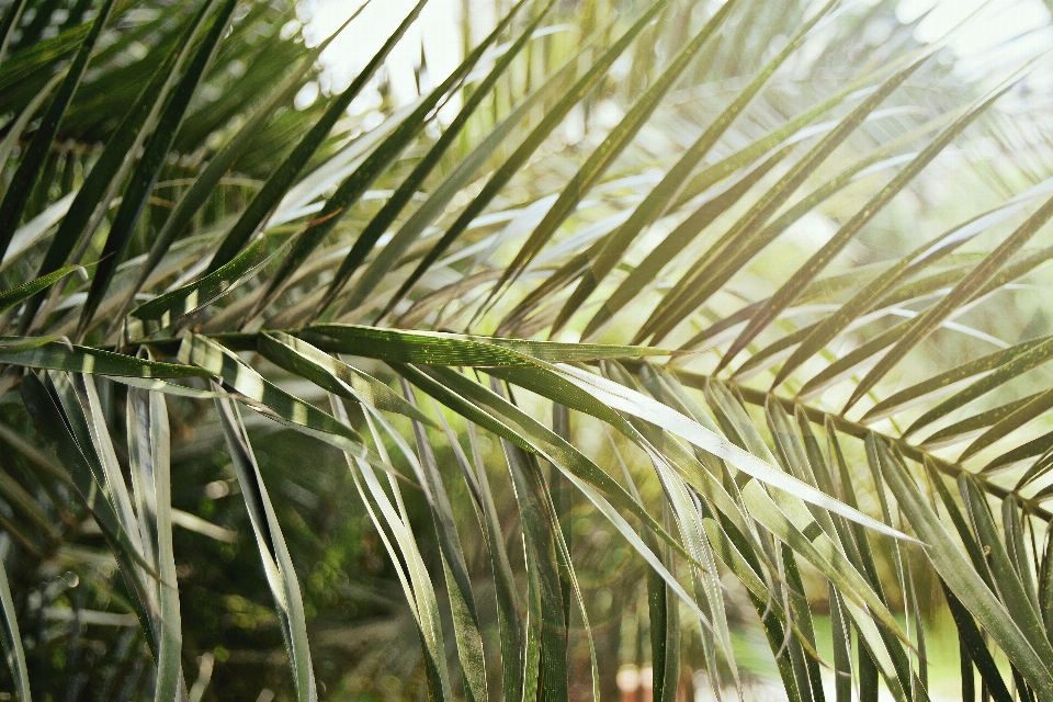 Tree grass branch plant