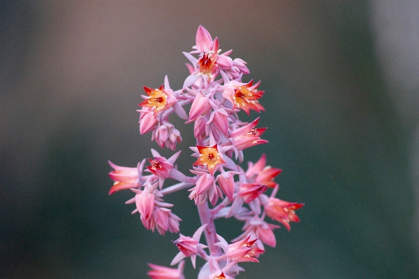 Blossom plant flower purple Photo