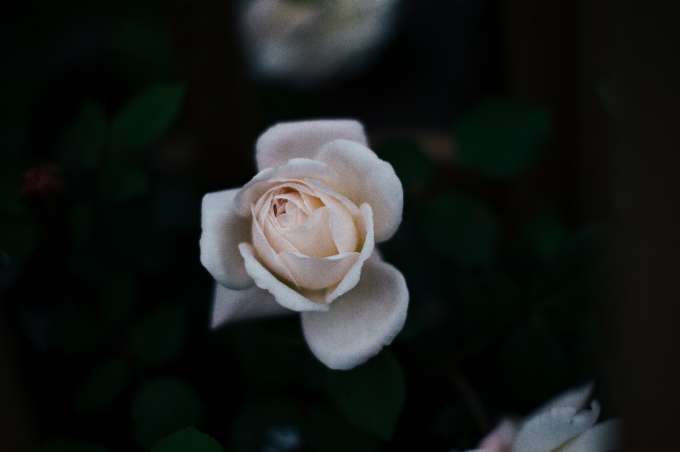 花 植物 白 写真撮影