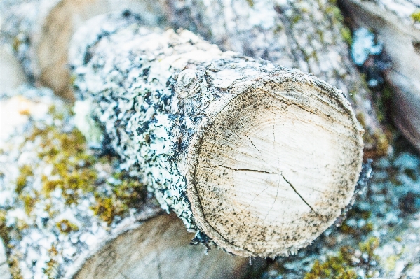 Tree branch plant wood Photo