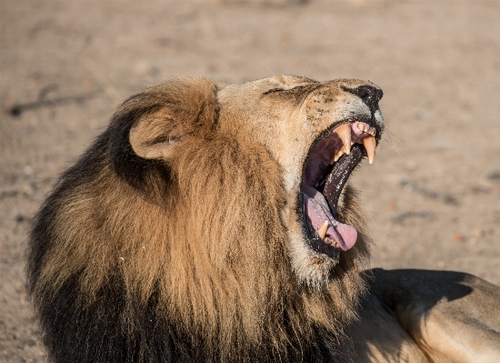 Photo Animal faune sauvage zoo